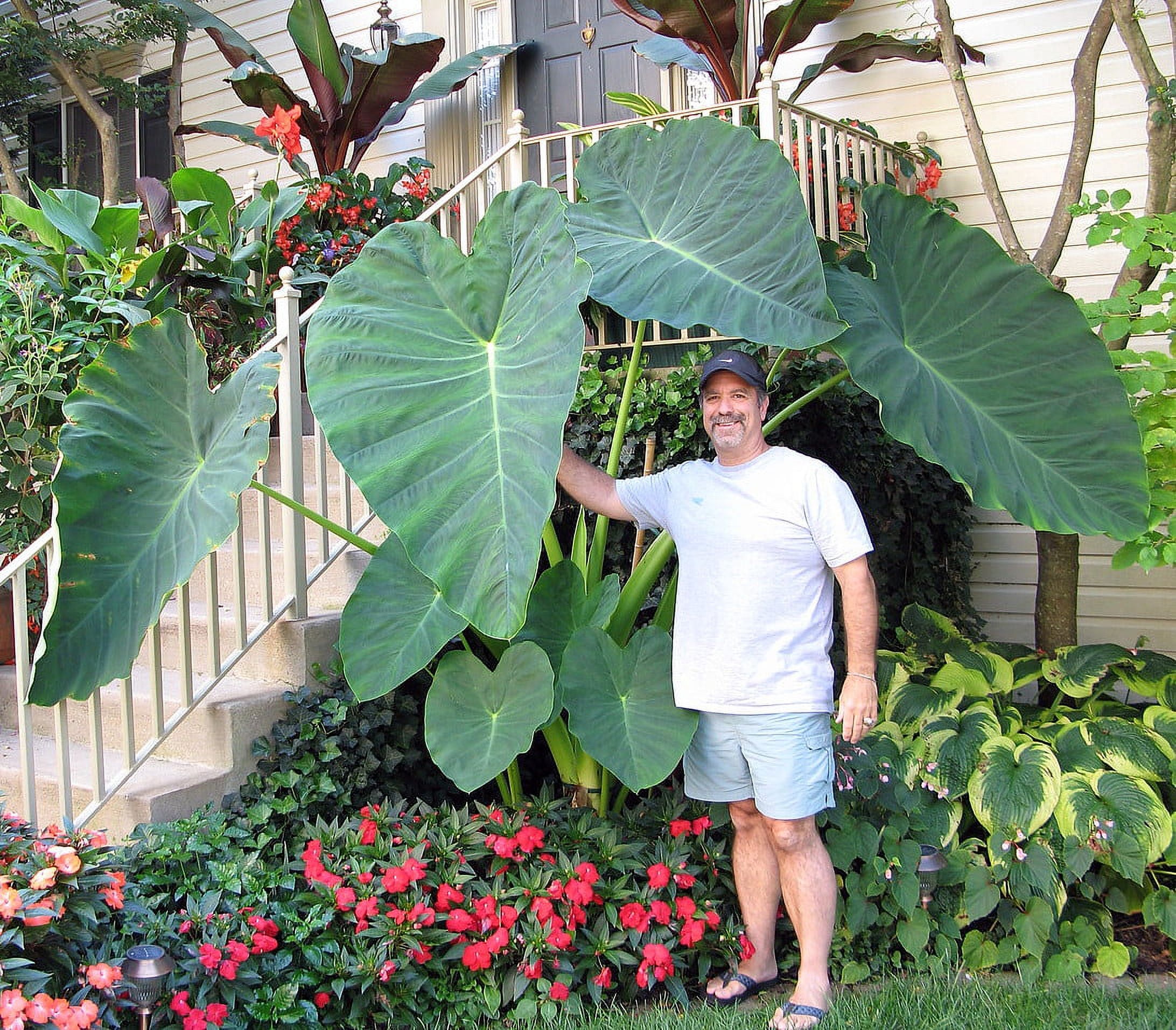 Jack's Giant Elephant Ear Plant Colocasia Massive Foliage 4" Pot