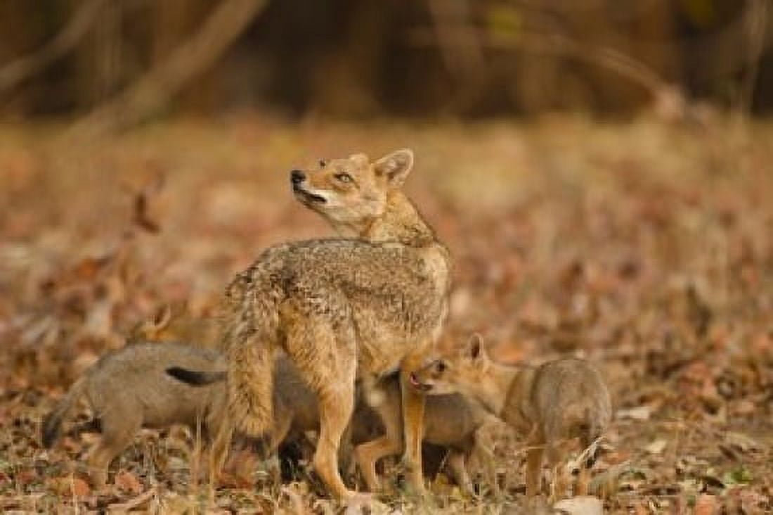 Jackal With Pups Madhya Pradesh Pench National Park India Canvas Art - Joe & Mary Ann McDonald DanitaDelimont (25 x 17)