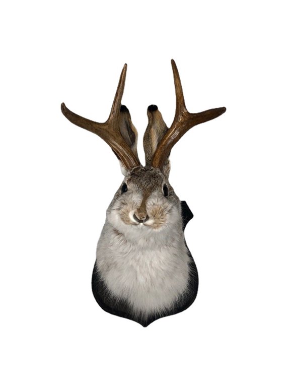 Jackalope Decor Easter Gift Bunny Head Antlers Wall Hanging Decoration Animals Deer Taxidermy Mount for Home Simulation Rabbit Specimen Resin Art Ornaments Indoor Bedroom Sculpture Housewarming Gift