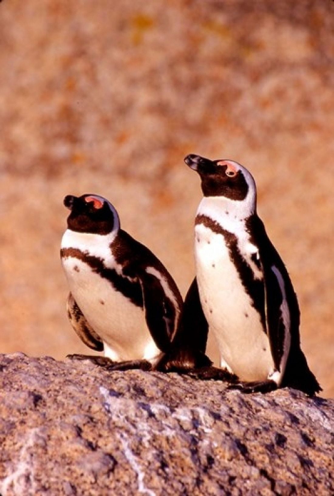 Jackass Penguins Simons Town South Africa Canvas Art - Claudia Adams DanitaDelimont (11 x 17)