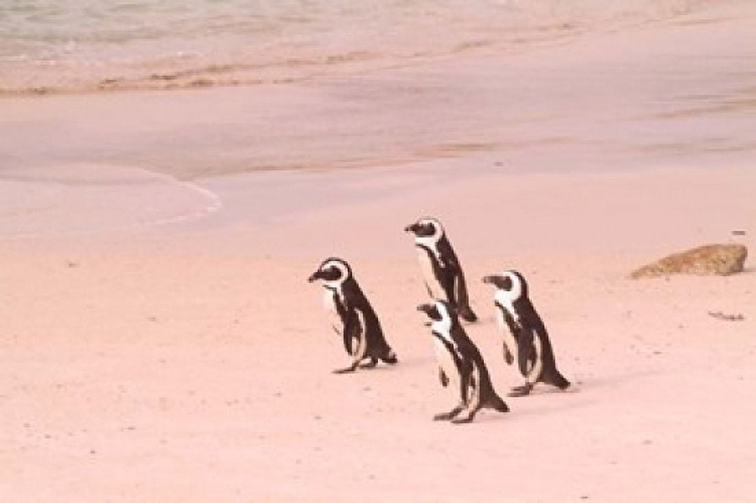 Jackass Penguins at the Boulders near Simons Town South Africa Canvas Art - Bill Bachmann DanitaDelimont (18 x 12)