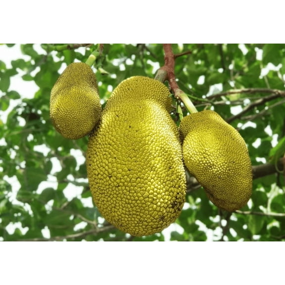 Jackfruit Live Plant, 7-10 Inch Tall, Well Rooted Tropical Fruit Tree for Outdoor Planting