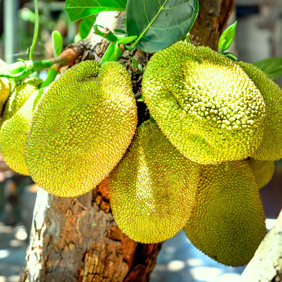 Jackfruit Live Plant, from 18-24 Inches, Edible Tropical Fruit for Planting, Sweet Jackfruit Tree, Artocarpus Heterophyllus