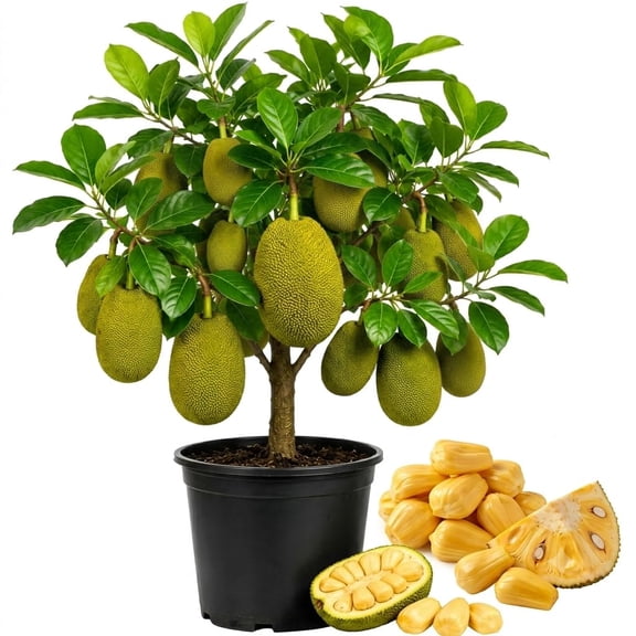 Jackfruit Live Starter Plant, 7-12 in, Full Sun, USDA Zones 10-12