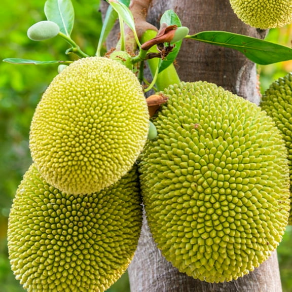 Jackfruit Plant Live, 7-10 Inc Tall Tropical Jackfruit Tree, Fruit Plant for Garden Planting