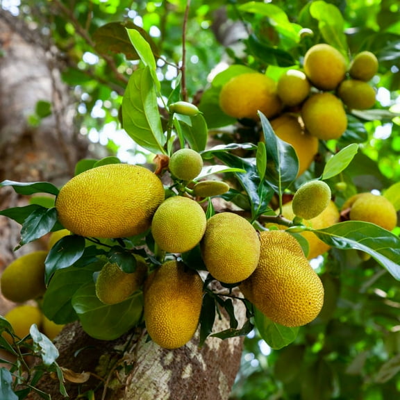 Jackfruit Plant Live Tree, 7 to 10 Inch Tall, Tropical Fruit Tree for Home Orchard or Landscape Planting