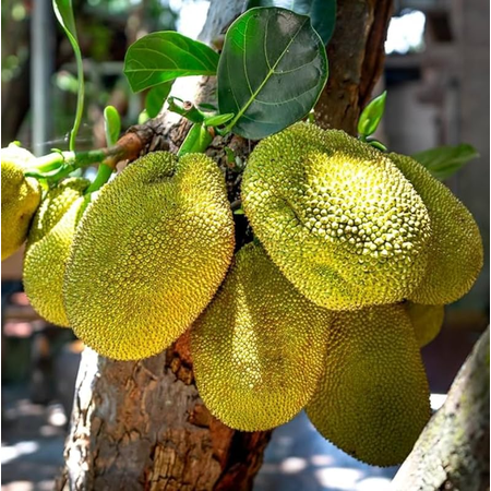 Jackfruit Plant Live for Planting, Tropical Jackfruit Tree in Garden, Well-Rooted Seedling, 3-6 Inch Tall