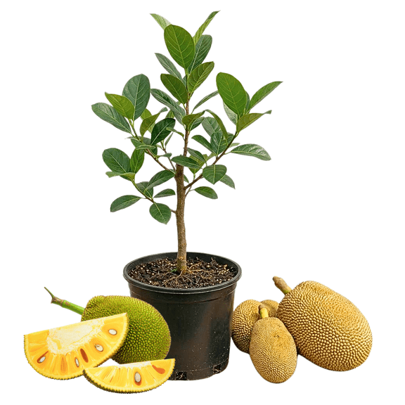 Jackfruit Tree Live Plant, 4-6 Inches Tall in 4 Inch Pot, Jack Fruit Plant, Tropical Fruit Tree, Well-Rooted for Outdoor Planting