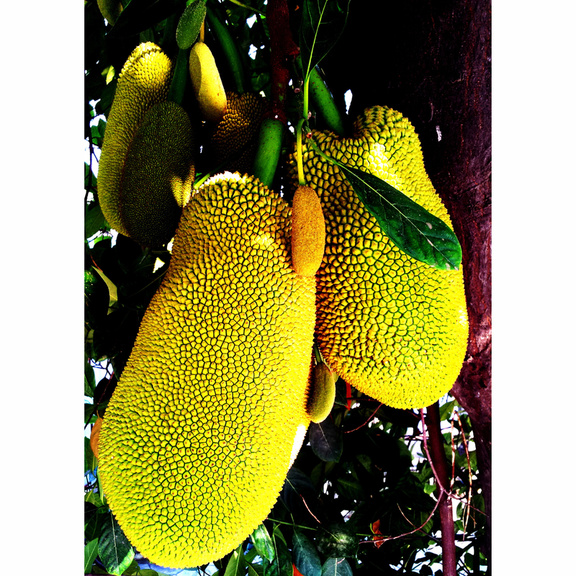 Jackfruit Tree Live Plant, Tropical Jackfruit Plant Live, 6-11" Tall
