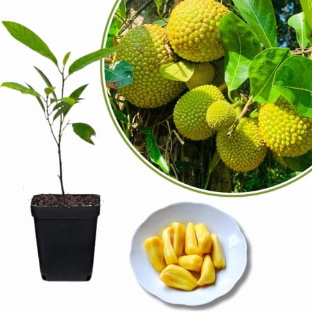 Jackfruit Tree Live Plant, Tropical Jackfruit Plant Live, 8-12" Tall in 4 Inch Pot