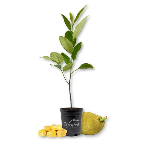 Jackfruit Tree - Live Plant in a 1 Gallon Growers Pot - Artocarpus Heterophyllus - Beautiful Edible Fruit Bearing Tree for Patio and Garden