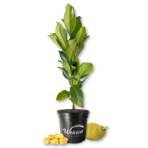 Jackfruit Tree - Live Plant in a 3 Gallon Growers Pot - Artocarpus Heterophyllus - Beautiful Edible Fruit Bearing Tree for Patio and Garden