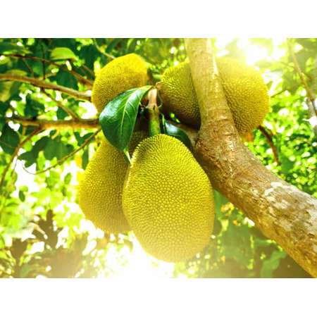 Jackfruit Tree Live for Planting, Sweet Jackfruit Plant for Grow Outdoor 6 to 8 Inc Tall in 4 Inc Pot