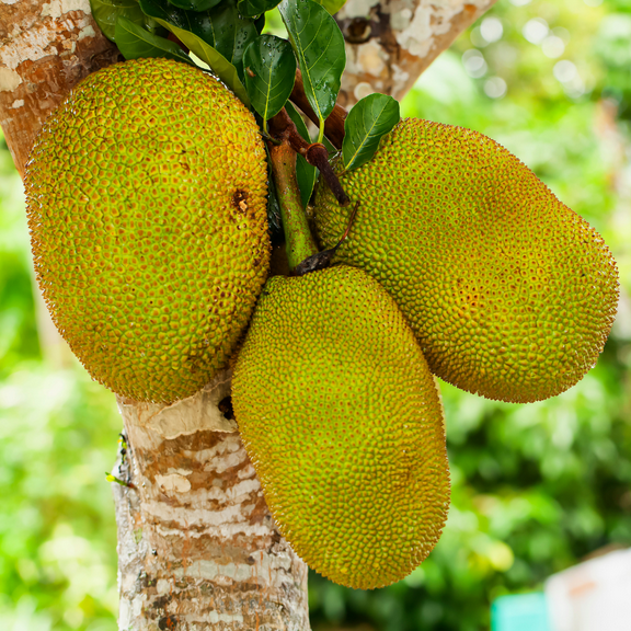 Jackfruit Tree, Tropical Jack Fruit Tree Plant from 4 to 7 inches Tall, 4 inch Pot for Growing