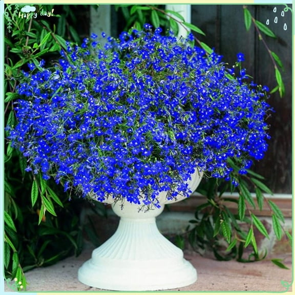 Rare Flower PlantITSCSeeds 1000+ Lobelia Seeds - Sapphire (Blue Basket)