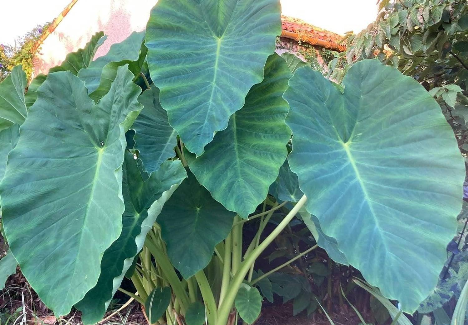 Jacks Giant Colocasia - 4 Live Starter Plants - Colocasia ...