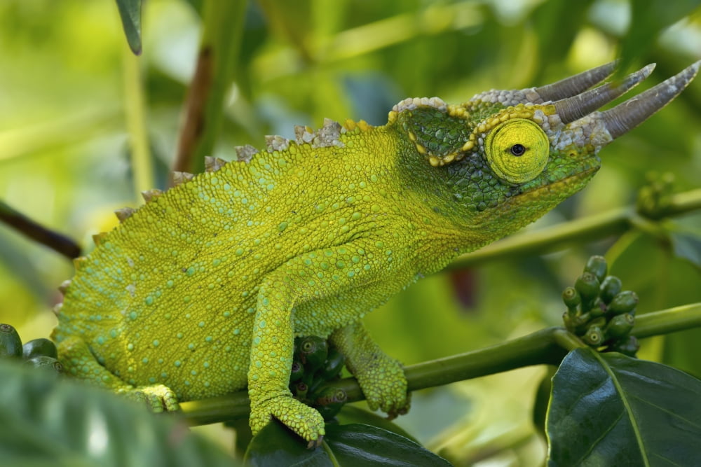 Jackson chameleon (trioceros jacksonii) hides in the coffee treesHolualoa hawaii united states of america Canvas Art - Philip Rosenberg Design Pics (19 x 12)