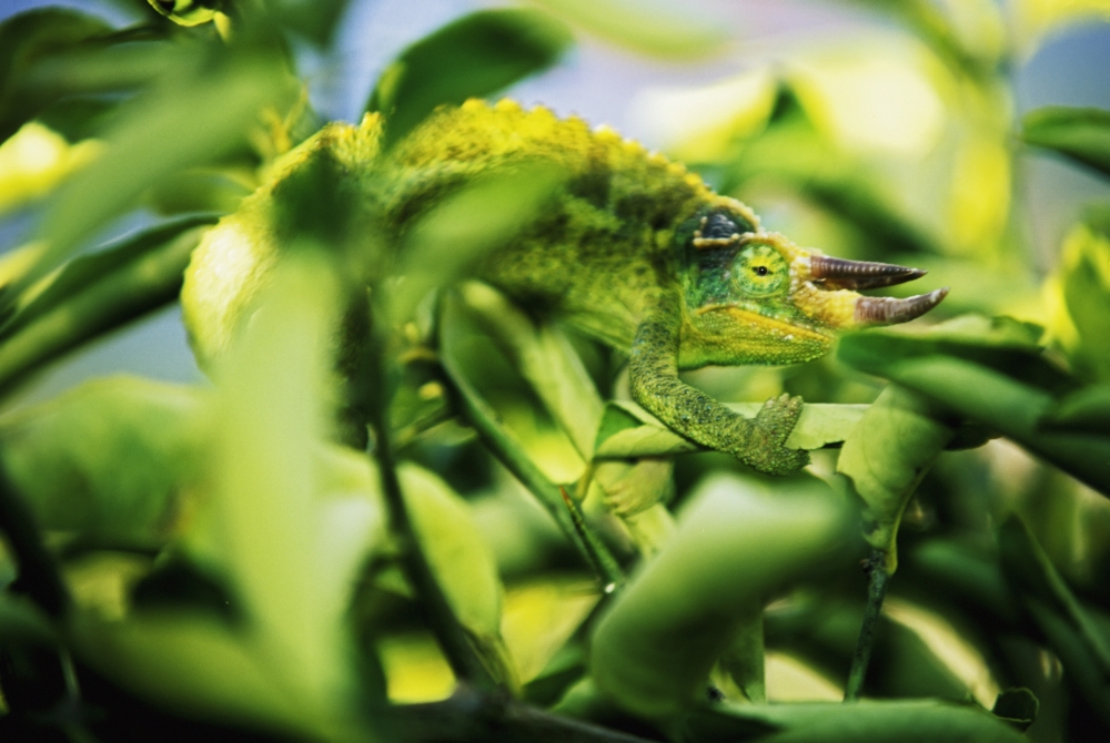 Jacksons Chameleon Blending In To Surrounding Tree Leaves Bright Green Canvas Art - Carl Shaneff Design Pics (17 x 12)