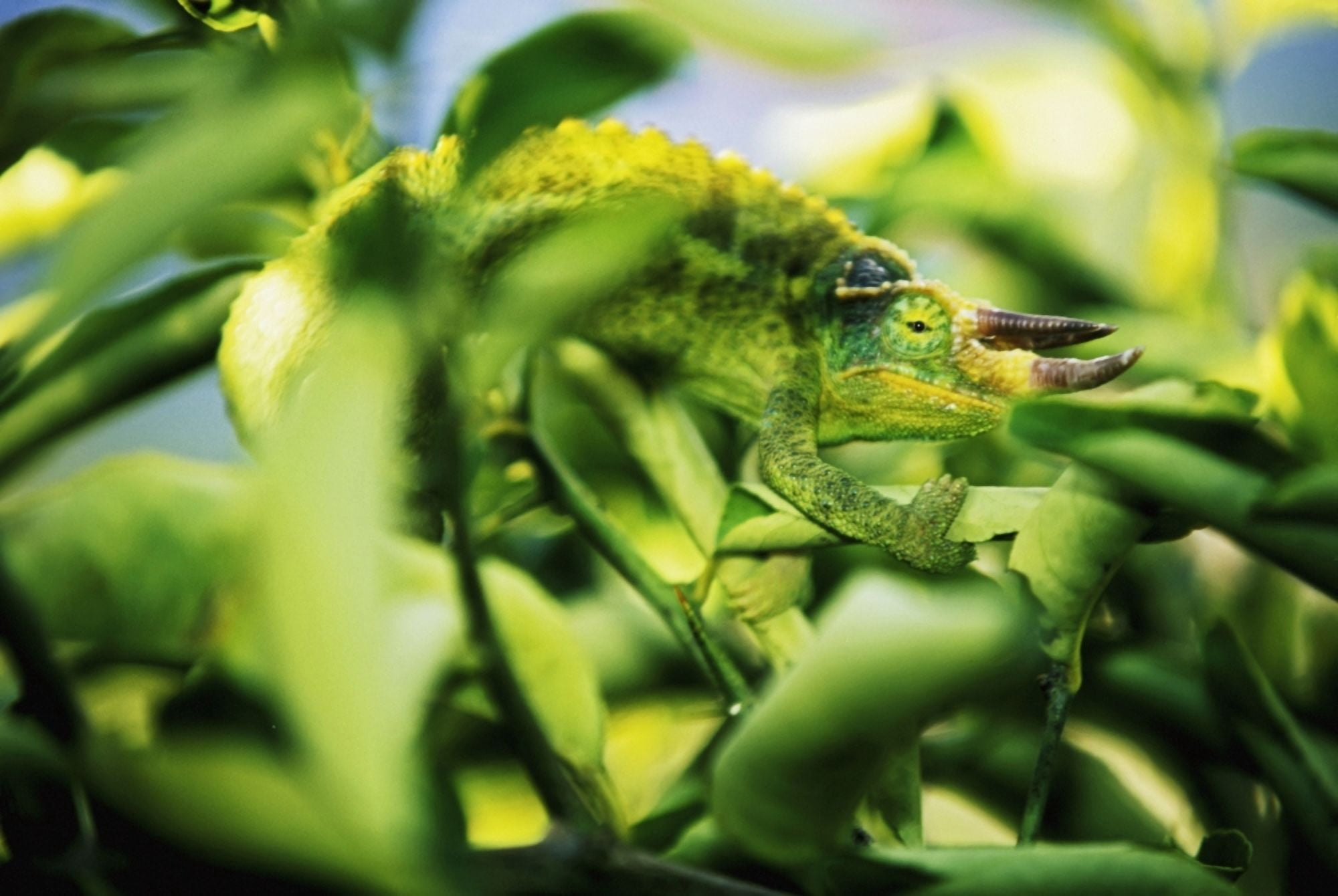 Jacksons Chameleon Blending In To Surrounding Tree Leaves Bright Green Canvas Art - Carl Shaneff Design Pics (34 x 24)