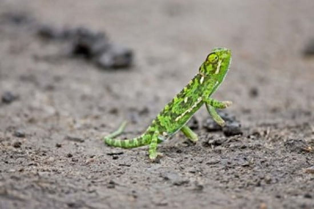 Jacksons Chameleon lizard Maasai Mara Kenya Canvas Art - Joe Restuccia III DanitaDelimont (38 x 25)