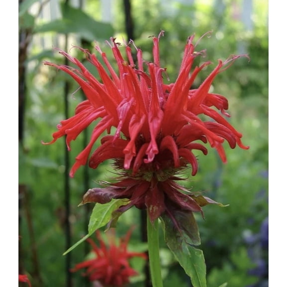 Jacob Cline Bee Balm (Monarda) 3.5 inch Starter Plant