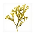 thumbnail image 1 of Jacob Green 'Suspended Seaweed II' Canvas Art, 1 of 3