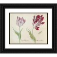 thumbnail image 1 of Jacob Marrel 14x12 Black Ornate Wood Framed Double Matted Museum Art Print Titled: Two Tulips with Butterfly. (1637), 1 of 5