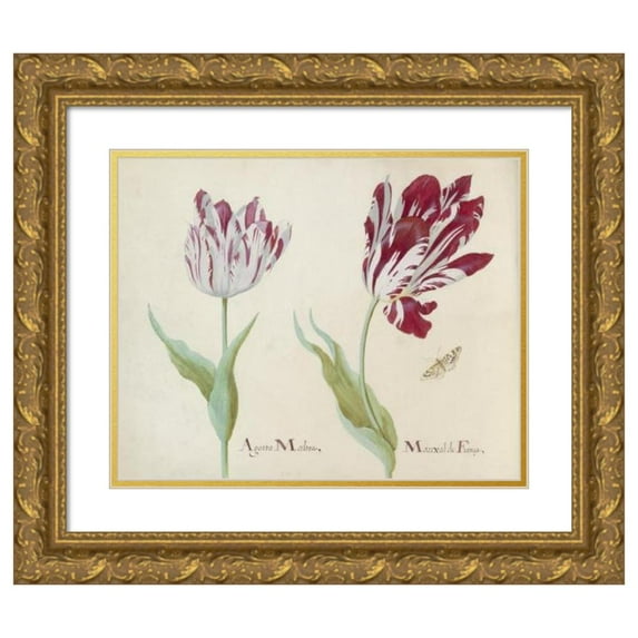 Jacob Marrel 14x12 Gold Ornate Wood Frame and Double Matted Museum Art Print Titled - Two Tulips with Butterfly. (1637)