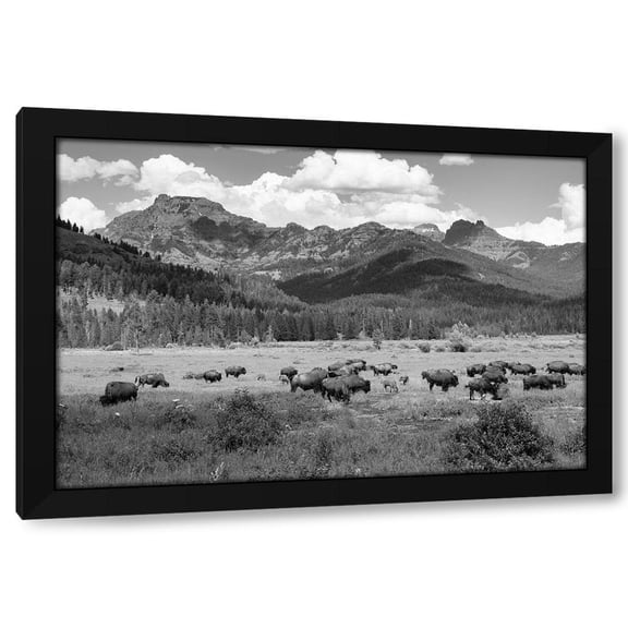 Jacob W. Frank 14x11 Black Modern Wood Framed Wall Art Titled - Bison grazing in Round Prairie, Yellowstone National Park
