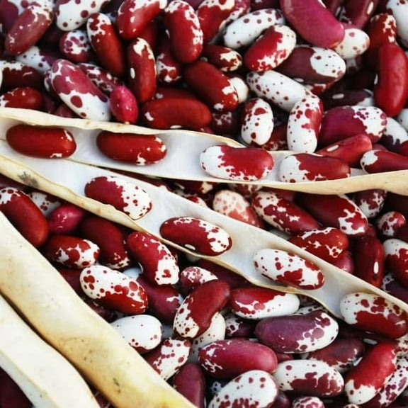 Jacob's Cattle Bean Seeds for Planting (20 Seeds) - Big Yielder