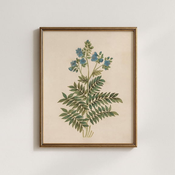 Jacob's Ladder Art Print, Botanical Illustration, Vintage Flower Wall Decor Poster, Poster Only
