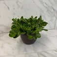 thumbnail image 1 of Jacobsenii Trailing Jade, 6" Plant, 1 of 2