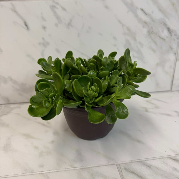 Jacobsenii Trailing Jade, 6" Plant