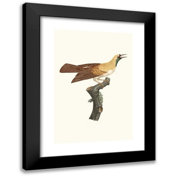 Jacques Barraband 11x14 Black Modern Framed Museum Art Print Titled - Female of a Small Bird of Emerald Paradise. (1806)