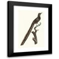 thumbnail image 1 of Jacques Barraband 11x14 Black Modern Framed Museum Art Print Titled - Female of the Pie De Paradis. (1806), 1 of 5