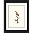 thumbnail image 1 of Jacques Barraband 11x14 Black Ornate Wood Framed Double Matted Museum Art Print Titled: Red -Style Tamatia. (1806), 1 of 5