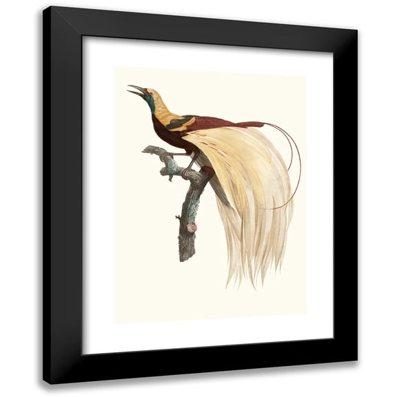 Jacques Barraband 14x18 Black Modern Framed Museum Art Print Titled - The Little Bird of Emerald Paradise, Male. (1806)