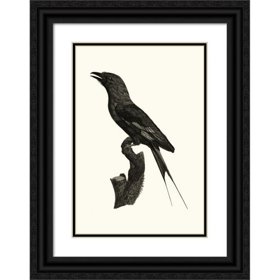 Jacques Barraband 14x18 Black Ornate Wood Framed Double Matted Museum Art Print Titled - The Blue Belly Rollier. (1806)