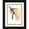 thumbnail image 1 of Jacques Barraband 14x18 Black Ornate Wood Framed Double Matted Museum Art Print Titled - The Little Bird of Emerald Paradise, Male. (1806), 1 of 5
