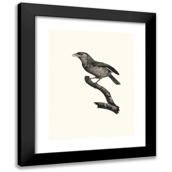 Jacques Barraband 15x18 Black Modern Framed Museum Art Print Titled - The Bearded with a Male Blue Throat. (1806)