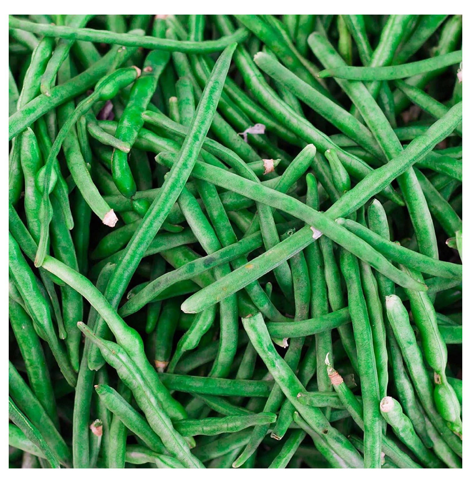 Jade Bush Bean Seeds 5 Lb NonGMO, Heirloom Green Bean Seeds