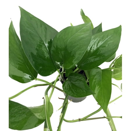 Jade Devil's Ivy - Pothos - Epipremnum - 4" Pot