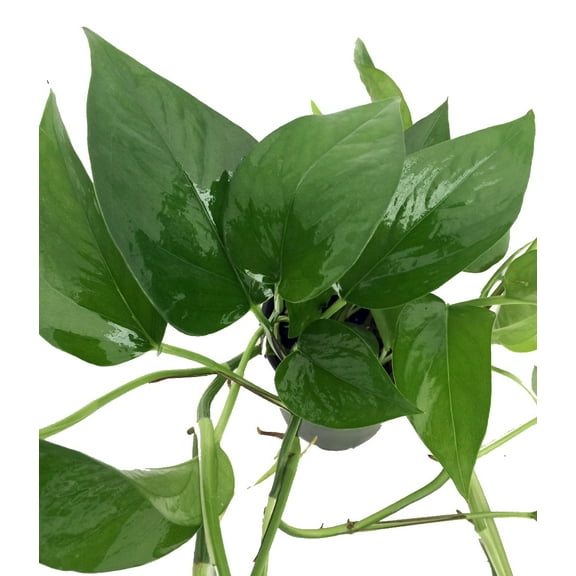 Jade Devil's Ivy - Pothos - Epipremnum - 6" Pot