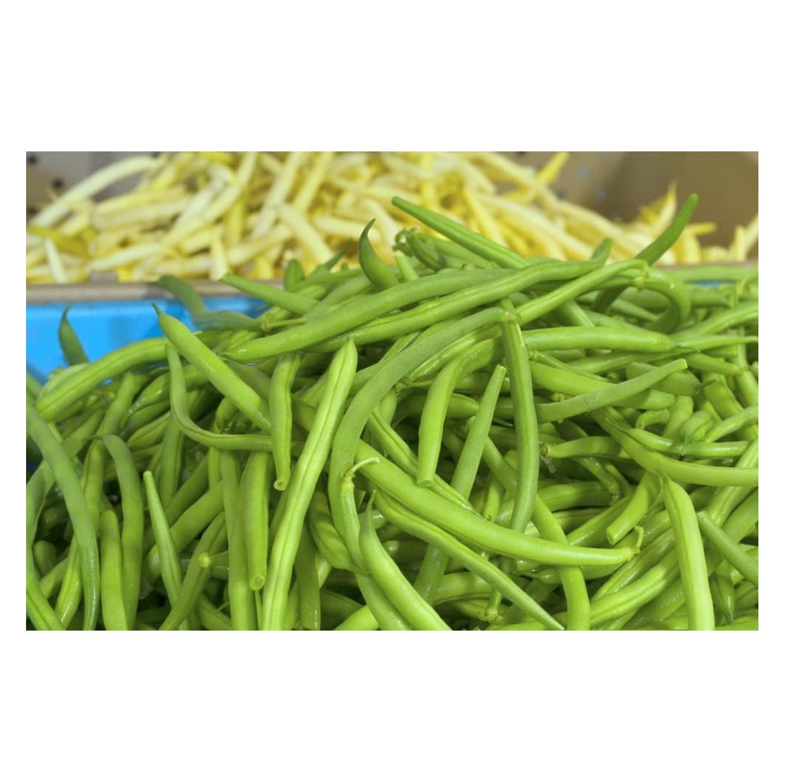 Jade Green Bean Seeds for Planting (50 Seeds) Hairless Green Beans