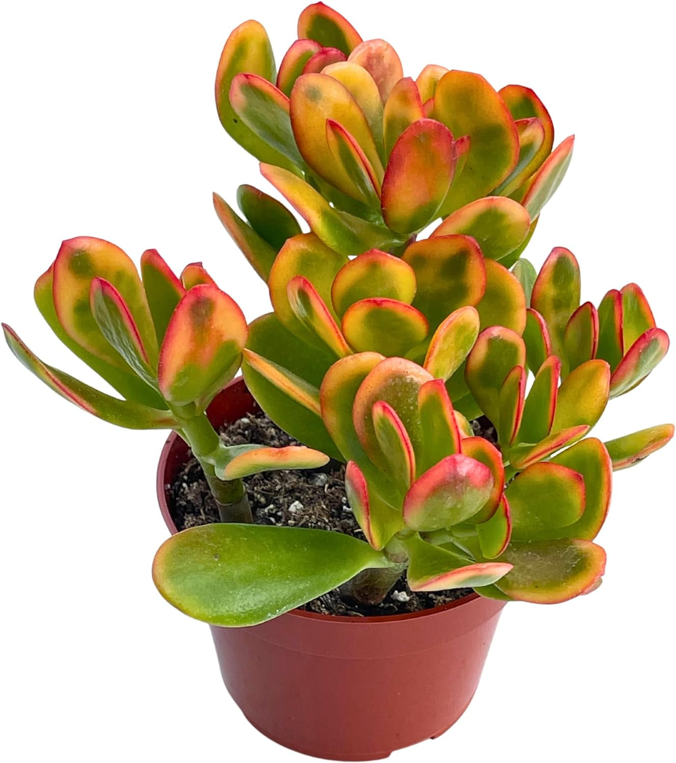 Jade Plant 4" Crassulla Ovata "Hummel's Sunset" Succulent Plants Live