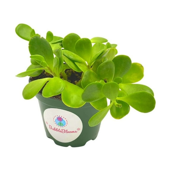 Jade Plant / 4 inch Crassula ovata/Friendship Plant, Money Plant, Silver Dollar Plant/Dwarf Jade/Miniature Golden Jade Tree