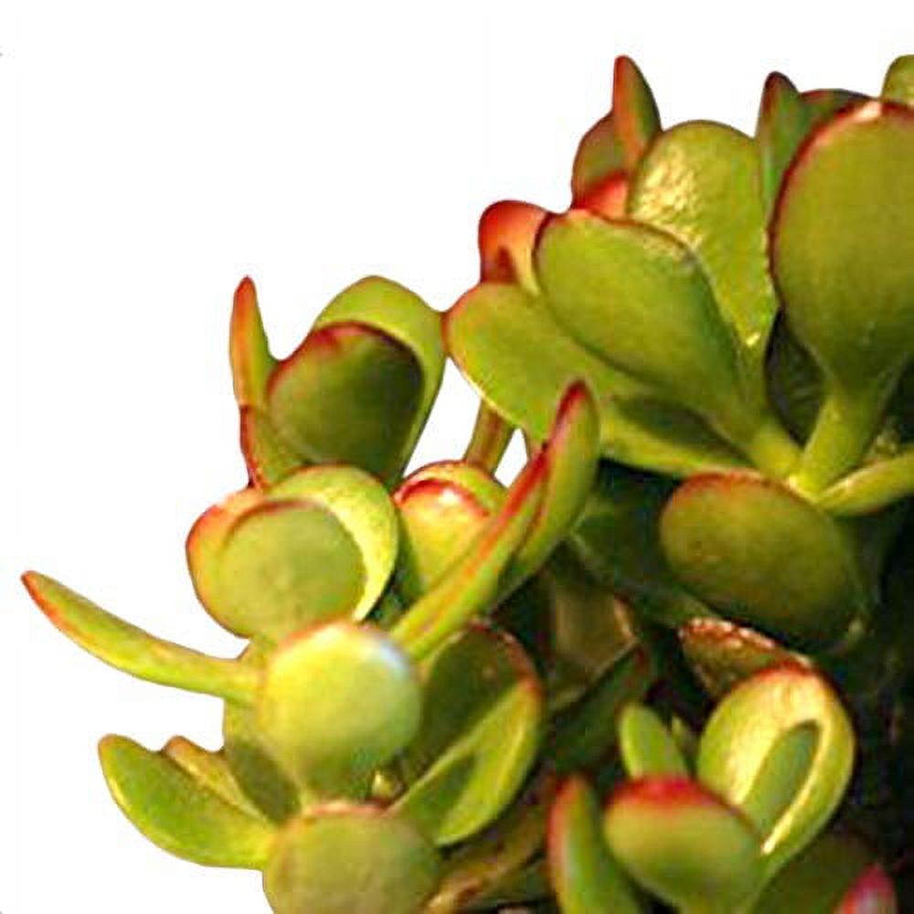  Jade Plant Bonsai With Fertilizer