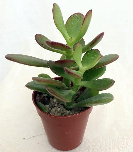 Jade Plant - Crassula ovuta - 2" Pot