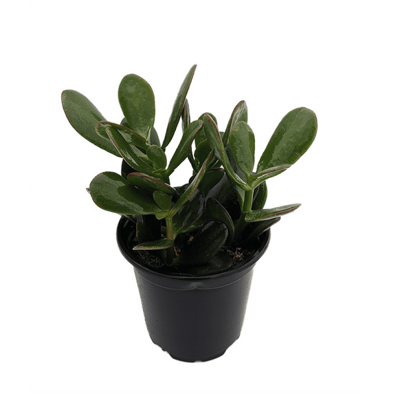 Jade Plant - Crassula ovuta- 4" Pot