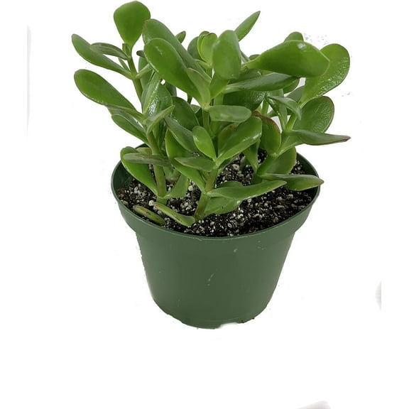 Jade Plant - Live Plant in a 6 Inch Pot - Crassula Ovata - Beautiful and Unique Cactus Succulent